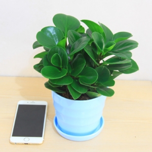 蓝色仿瓷螺纹盆