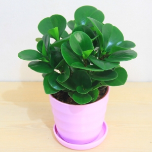 紫色仿瓷螺纹盆