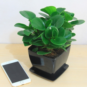 黑色仿瓷四方盆