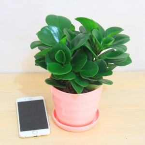 粉色仿瓷螺纹盆