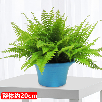 蓝色草帽盆