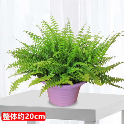紫色草帽盆