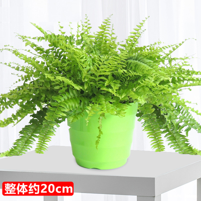 绿色螺纹盆