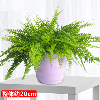 紫色螺纹盆