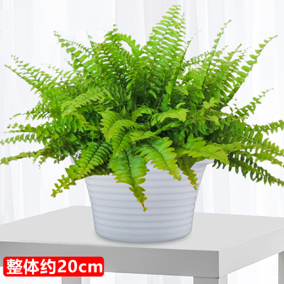 白色草帽盆