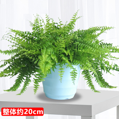 蓝色螺纹盆