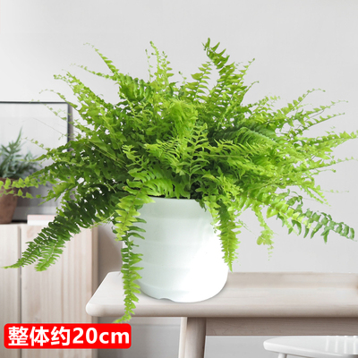 白色螺纹盆