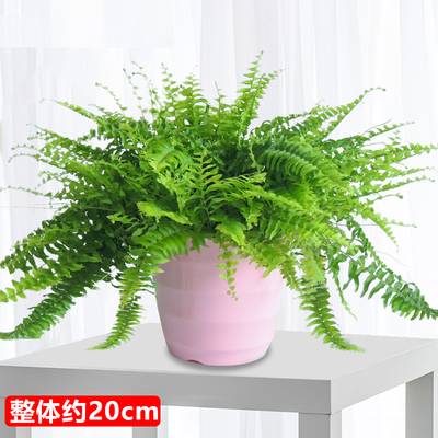 粉色螺纹盆