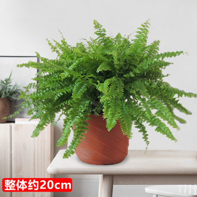 塑料盆