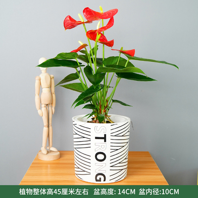 条纹蓄水盆