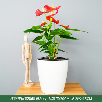 白色蓄水盆
