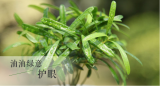 罗汉松
