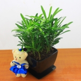 罗汉松