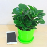 豆瓣绿（仿瓷盆）