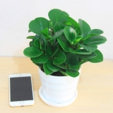 豆瓣绿（仿瓷盆）