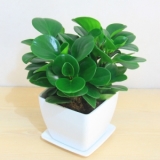 豆瓣绿（仿瓷盆）