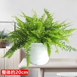 波斯顿芋