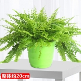 波斯顿芋