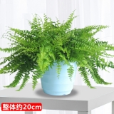 波斯顿芋