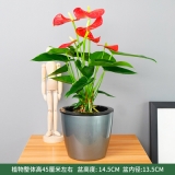 水培红掌