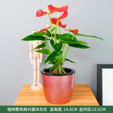 水培红掌